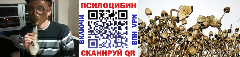 Купить  Сорск  Псилоцибиновые грибы Cubensis 
